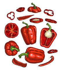 Whole and half sweet bell pepper with flying different slices. Vintage vector engraving color illustration. Isolated on white background. Hand drawn design