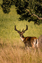 roe deer looking at the camera