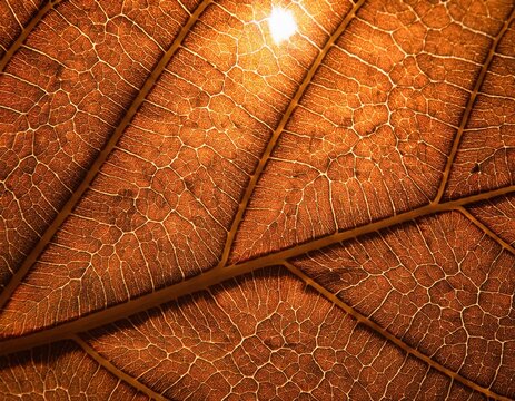 microscopic detail of a dry brown leaf showing the fine structure of the veins with some warm sunlight shining through