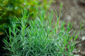 Rosemary Herb grow outdoor. Green Rosemary leaves Close-up. Fresh Organic flavoring plants growing. Seasonings, Nature healthy flavoring, cooking concept. Ingredients for food. Soft focus