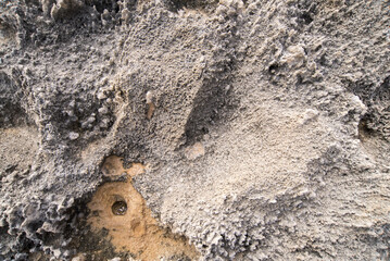 Spiaggia fossile, arenarie pleistoceniche con resti di rizoconcrezioni