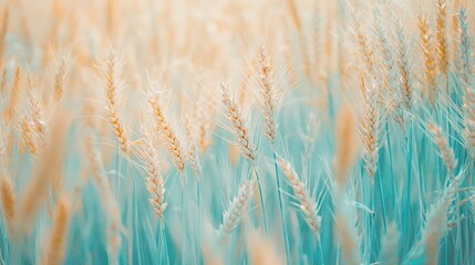 Fototapeta premium Blue sky, grass blur, field