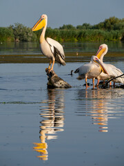 Pelicans on Pojarnia Lake, Danube Delta, Romania