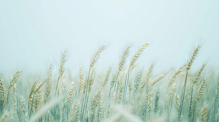 Fototapeta premium A blue sky with grass in focus and blurry detail