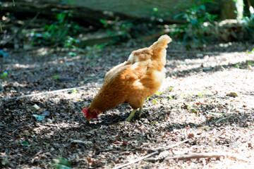 Typical free-range chickens raised organically and sustainably.