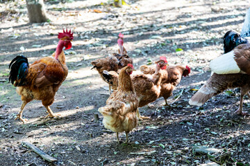 Typical free-range chickens raised organically and sustainably.