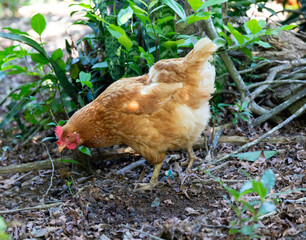 Typical free-range chickens raised organically and sustainably.