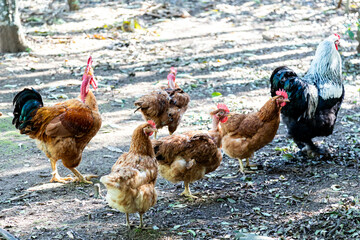 Typical free-range chickens raised organically and sustainably.