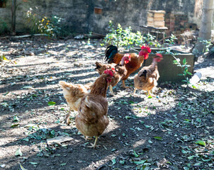 Typical free-range chickens raised organically and sustainably.