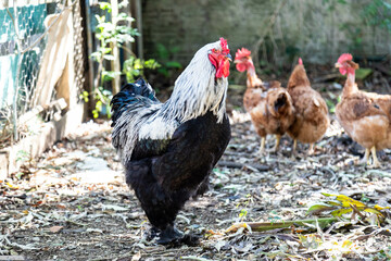 Typical free-range chickens raised organically and sustainably.