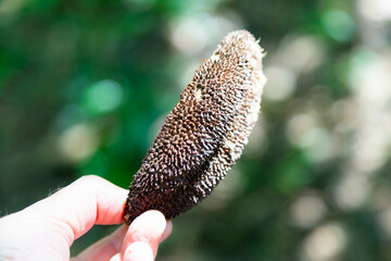 AMPHILOPHIUM CRUCIGERUM plant popularly known as micou's comb or monkey's comb