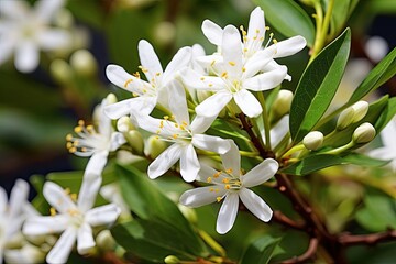 Australian native Lemon Myrtle Backhousia citriodora has lemon scented foliage and white flowers and is found in coastal rainforest of NSW and Queensland