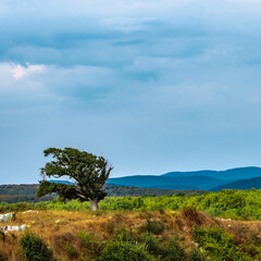 Obraz premium The Bulgarian tree of life.