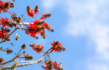 Branches of a flowering tree against a blue sky background. The spring season.