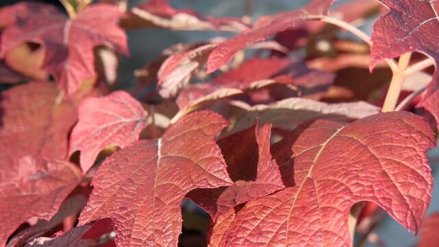 Herbstzauber: Tanzende Bl&auml;tter im sanften Wind