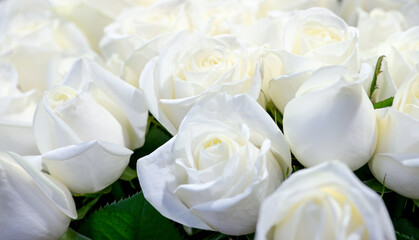 bouquet of white roses on background.