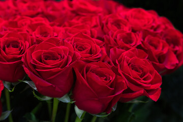 Red roses natural floral background close up
