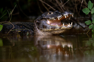 like a statue of a caiman