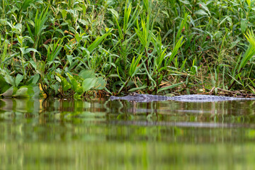 a caiman resting in the river