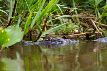 a caiman is camouflaged in the river