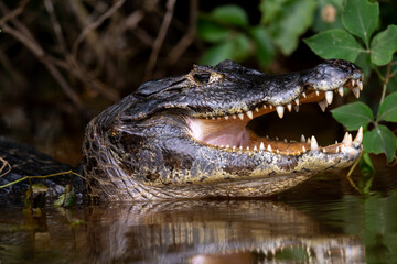 the teeth of the caiman
