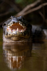 a portrait of a caiman