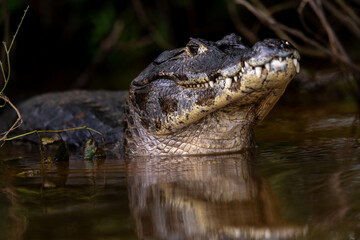 a caiman in the river