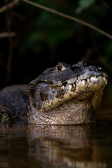 a caiman resting in the water