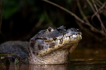 alligator in the swamp