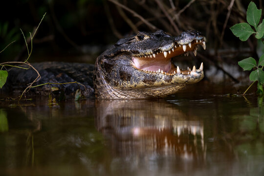 like a statue of a caiman