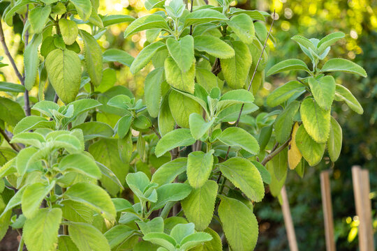 organic medicinal boldo plant in the garden