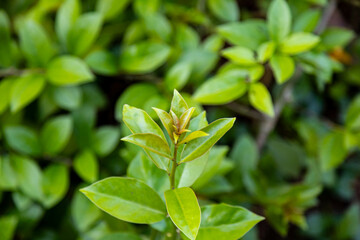 Ora-pro-n&oacute;bis Pereskia aculeata with ripe fruits and thorns on the surface