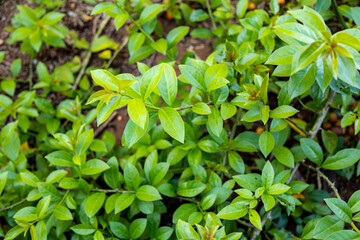 Ora-pro-nóbis Pereskia aculeata with ripe fruits and thorns on the surface