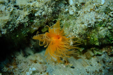 Polychaeta Smooth tubeworm or red-spotted horseshoe (Protula tubularia) undersea, Aegean Sea, Greece, Halkidiki, Pirgos beach