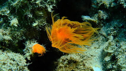 Polychaeta Smooth tubeworm or red-spotted horseshoe (Protula tubularia) undersea, Aegean Sea, Greece, Halkidiki, Pirgos beach