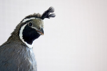 Close-up of a California quail showcasing its unique black plume and detailed feather patterns, set against a light background.
