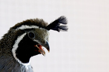 Close-up of a California quail showcasing its unique black plume and detailed feather patterns, set against a light background.
