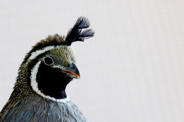 Close-up of a California quail showcasing its unique black plume and detailed feather patterns, set against a light background.

