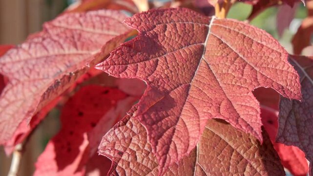 Natur im Wandel: R&ouml;tliche Bl&auml;tter im Herbstwind