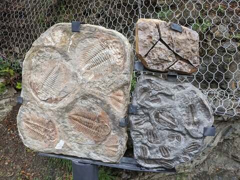 A well-preserved trilobite fossil, representing an ancient marine arthropod from the Paleozoic era, a key piece in understanding Earth&rsquo;s early life.