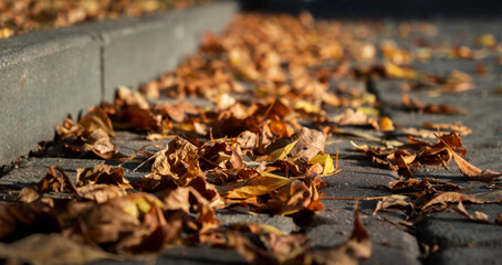 Autumn season atmosphere. Wind moves dry yellow fallen leaves lying on ground of park by curb. Low angle view close-up. Roadside by pavement. Sunny evening weather. Natural background. Fall concept