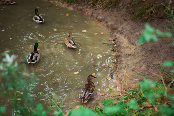 ducks in the pond