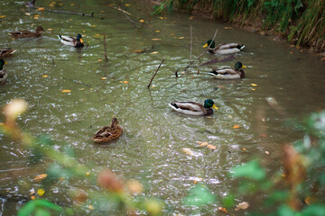 ducks in the pond