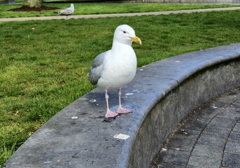 Cute Little Seagull Close View Background