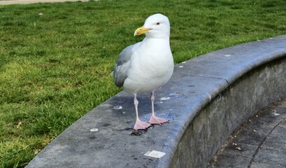 Cute Little Seagull Close View Background