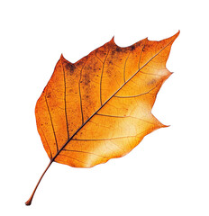 Dried tree leaf, isolated over transparent background, PNG, cutout