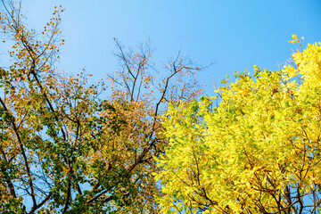Ash tree branch with yellow leaves in autumn on blue sky background. Bright colors. Beauty in nature. October colors. Tree tops. Fall season. Warm sunny weather concept. Natural texture. Golden park