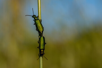 Two green bugs are on a green stem