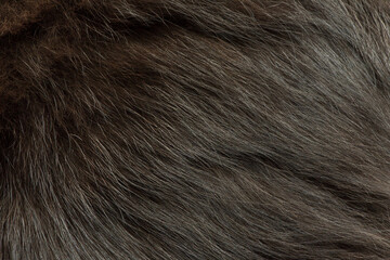 Cat fur as a background. Close-up of a black long fur kitten or cat.