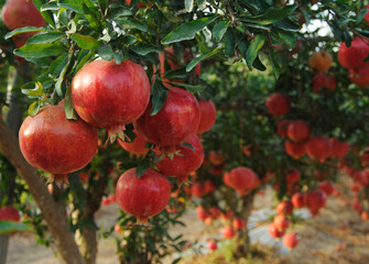 Ripe pomegranate fruits on the tree in garden
